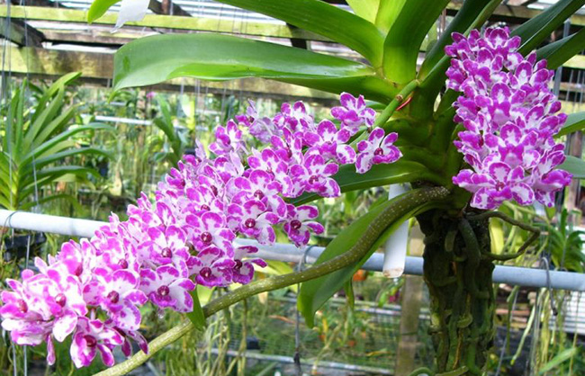 kỹ thuật trồng địa lan